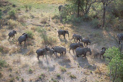 Troupeau d'lphants / Okavango / Botswana