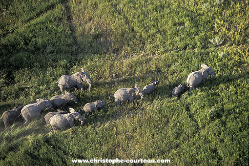Famille d'lphants dans les prairies marcageuses