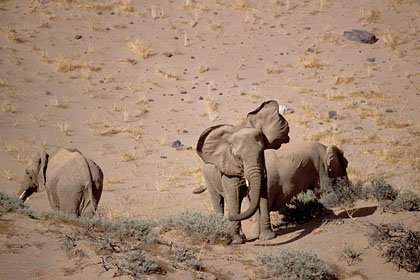 Eléphants du désert dans les dunes du Damaraland