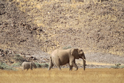 Eléphants du désert. Femelle et son jeune