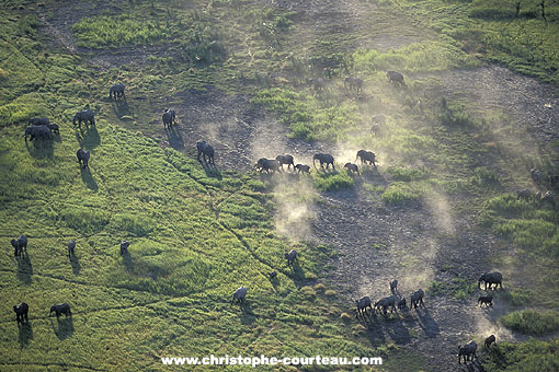 Troupeau d'éléphants dans le Delta de l'Okavango