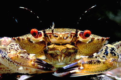Devil Crab - Close up