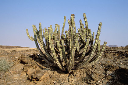 Faux cactus extrêmement toxique / Damaraland