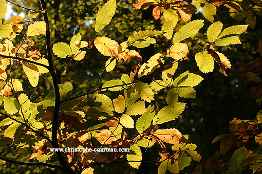 Fall colours on Chestnut leaves