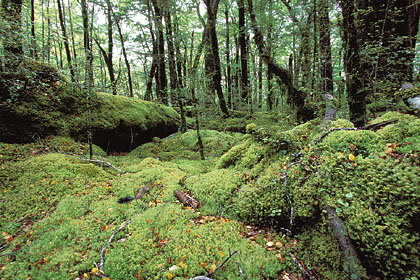 Forêt pluviale du Fiordland
