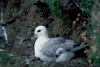Fulmar and chick
