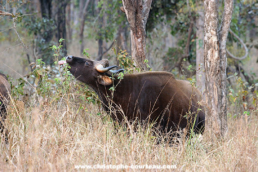 Gaur ou bison Indien