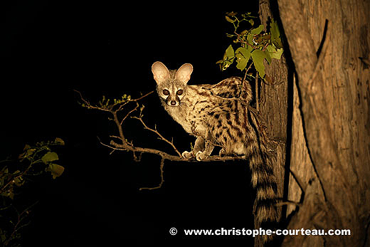 Spotted Genet at night in a Mopane Tree.