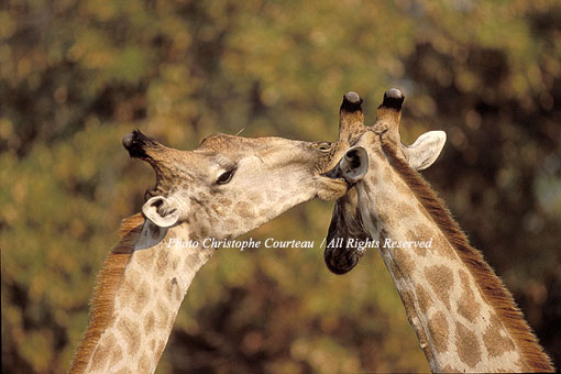 Girafes : bisou, confidence ou épouillage ?!?