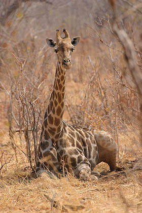 Girafe, couchée à l'ombre