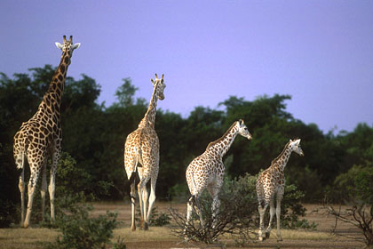 Famille girafe du désert