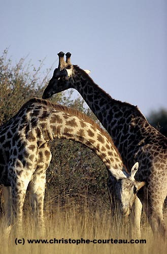 Girafes : simulacre de joutes entre jeunes males