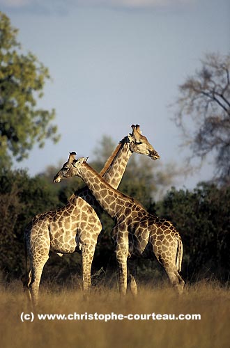 Girafes, jeunes mâles