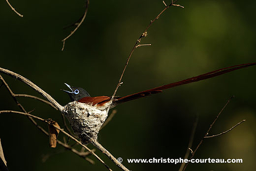 African Paradise Fly-Catcher nesting. Male.