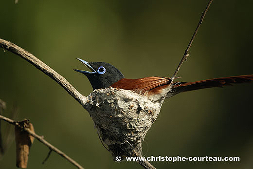 African Paradise-Flycatcher, male, nesting