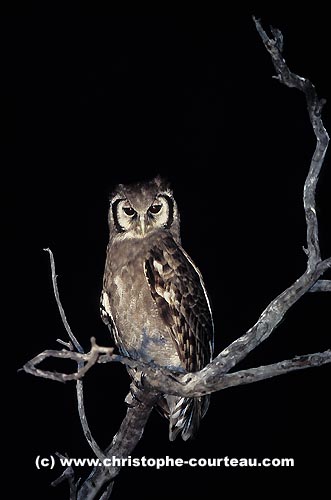 Verreaux's or Giant Eagle-Owl by night