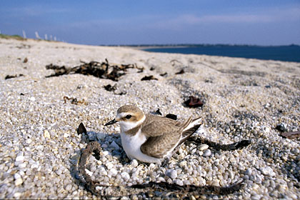 Kentish Plover. Nest on beach