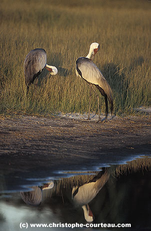 Pair of Wattled Cranes