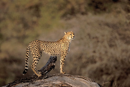 Cheetah female looking for a prey