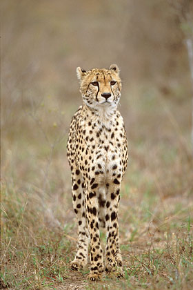 Cheetah, stand-by for hunting