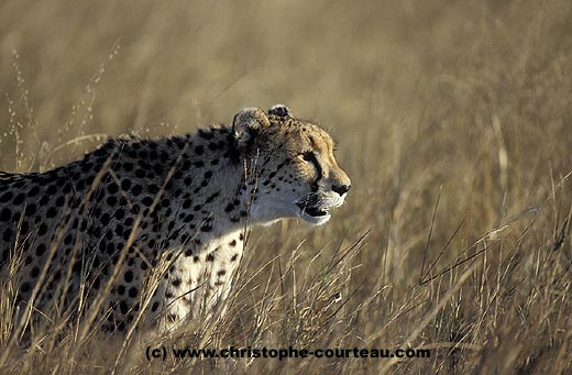 Cheetah, female walking in long grasses