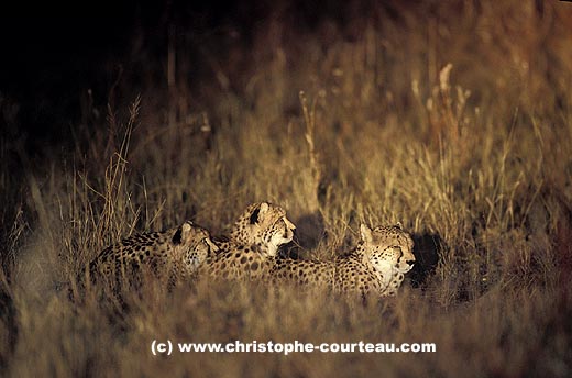 Femelle guépard avec ses deux jeunes la nuit