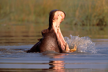 Hippopotame. Mâle, intimidation