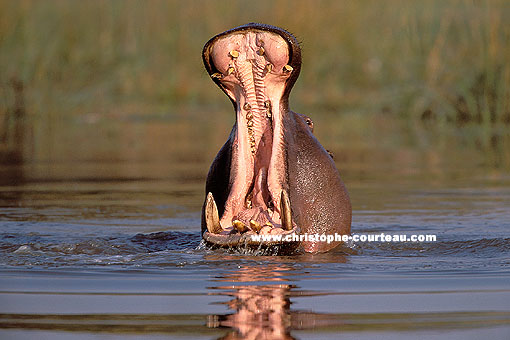 Hippo mâle - Intimidation territoriale