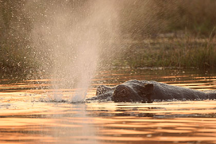 Hippopotame : souffle après immersion