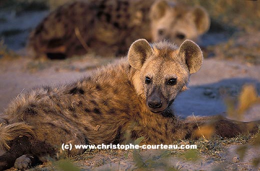 Young Hyena, in front of the den