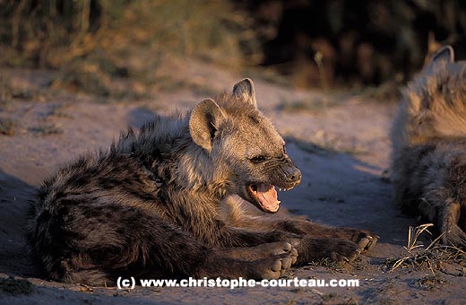 Jeune Hyène à l'entrée du terrier, baille