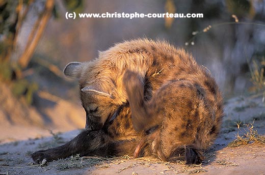 Young Hyena, scratching itself in front of the den