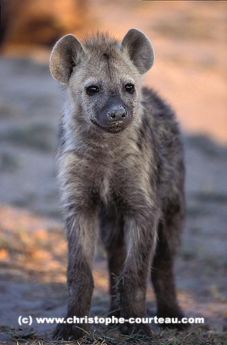 Jeune Hyène tachetée