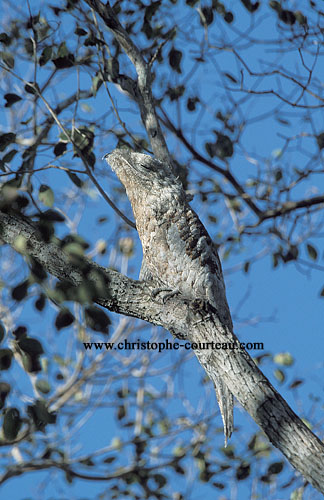 Common Potoo, invisible in a tree during the day