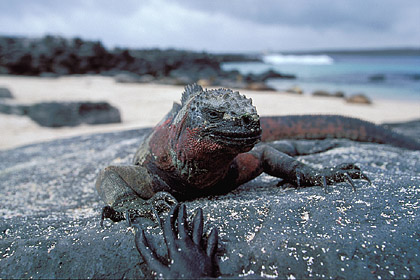 Iguane marin / Thermorgulation sur un rocher