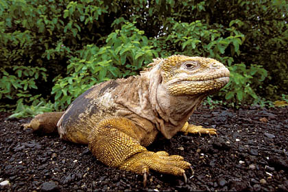 Iguane terrestre. le Isabela