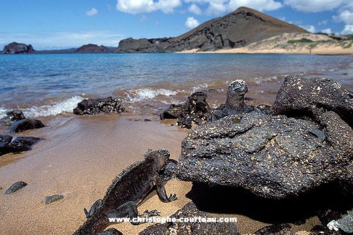 Iguanes marins sur les roches volcaniques de Bartolom