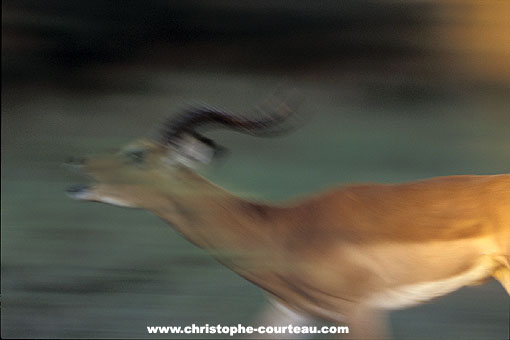 Mâle d'Impala, court rassembler des femelles de son harem