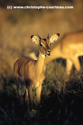 Jeune mâle Impala dans un ultime rayon de soleil