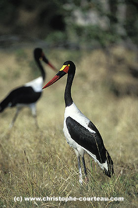 Saddle-billed Stork, foraging along a river bank