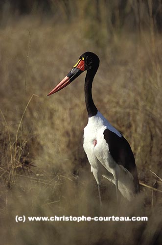 Saddle-Billed Stork feeding in marsh