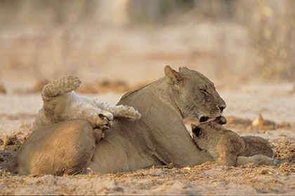 Lionne, joue avec ses deux lionceaux
