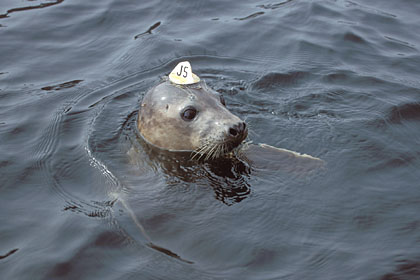 Jeune phoque gris marqu pour suivi scientifique