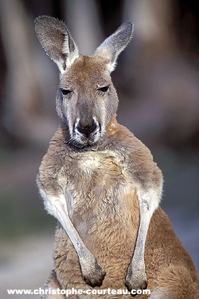 Red Kangaroo Image