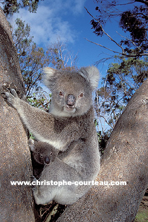 Koala, mère et son jeune dans un Eucalyptus