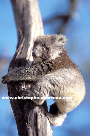 Cute baby Koala  : getting down an eucalyptus tree