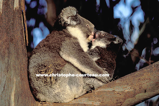 Koala mère et son jeune dans un Eucalyptus