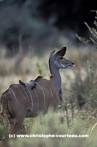 Greater Kudu Female