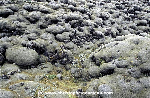 Ancienne coulée de lave recouverte de mousses et lichens.