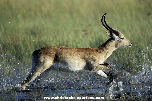 Red Lechwe running in the Okavango's marshes
